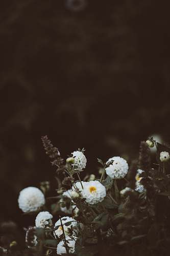 south harting white petaled cluster flowers united kingdom